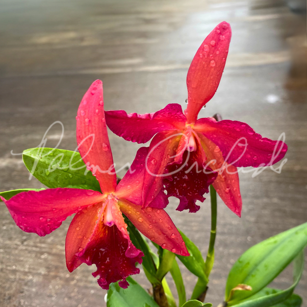 Rth. Star Fire-Rubescent Fire — Palmer Orchids